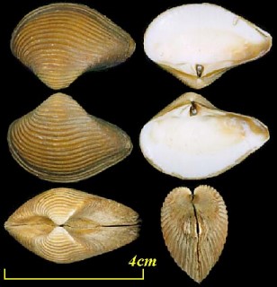 ヤグラモシオ 矢倉藻塩 Crenocrassatella foveolata small