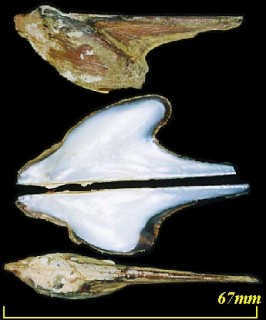 ウグイスガイ Pteria brevialata small