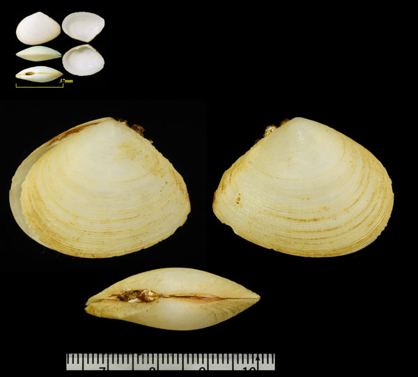 ヌノメイチョウシラトリ Tellina capsoides small