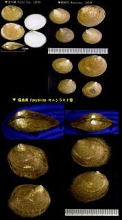 オオシラスナガイ 大白砂貝 Limopsis tajimae small