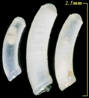 ミジンギリギリツツ類45 Caecum auriculatum small