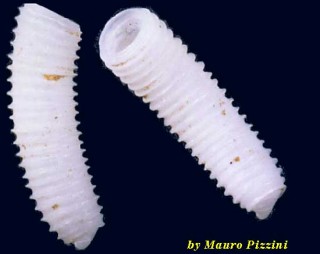 ミジンギリギリツツ類49 Caecum ruggerii small