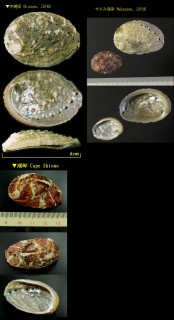 イボアナゴ Haliotis varia small