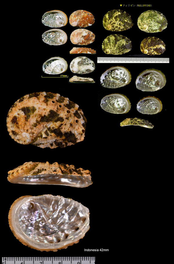 ヒラアナゴウ Haliotis planata small