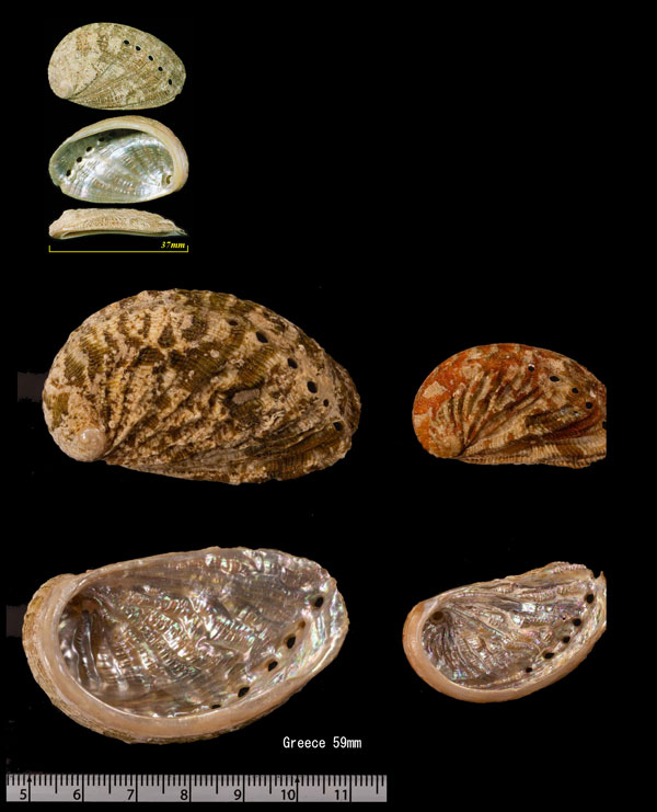 ナミジワトコブシ Haliotis lamellosa small