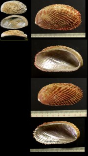ニシキアワビ (ユメノミミガイ) Haliotis elegans small