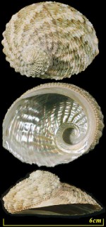 マルアワビ Haliotis cyclobates small