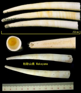 マルツノガイ Pictodentalium vernedei small