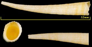 ヒラツノガイ Fissidentalium hungerfordi small