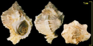 マルツブリボラ Phyllonotus globosus small