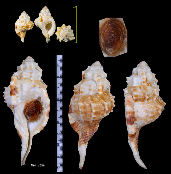 コシダカフジツ Cymatium dunkeri small