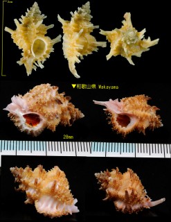 ペレピルヨウラク (アカネヨウラク) Favartia pelepili small