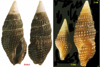 ハラブトシャジク Turridrupa cerithina small