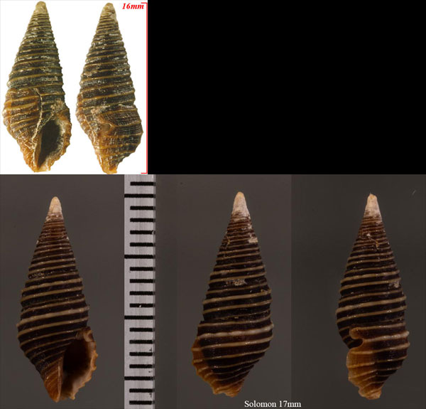 クロイトマキハラブトシャジク 黒糸巻腹太車軸 Turridrupa bijubata small