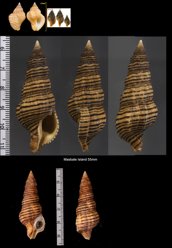 スジグロニシキニナ Turrilatirus turritus small