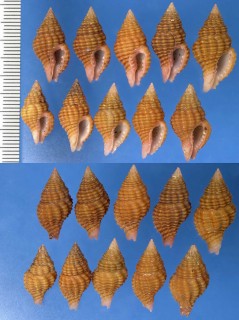 クチベニホラダマシ Cantharus pulchra small
