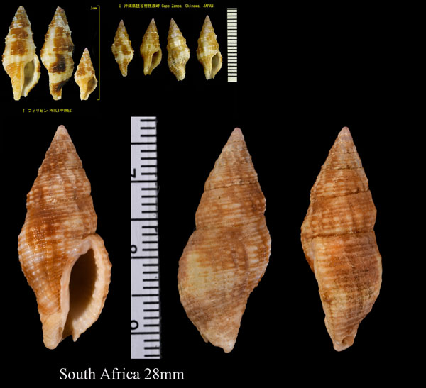 カゴメホラダマシ Prodotia iostoma small