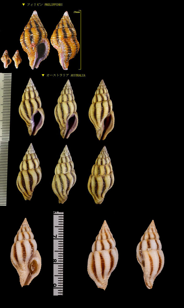 クチベニツノマタモドキ Peristernia incarnata small