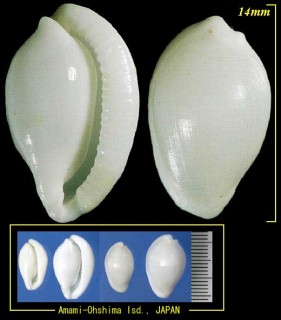 マメウサギガイ Procalpurnus lacteus small
