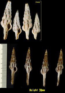 ヤリノホツノマタ Dolicholatirus lancea small