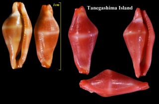 チシオコボレバケボリ 血潮零刃毛彫 Dentiovula takeoi small