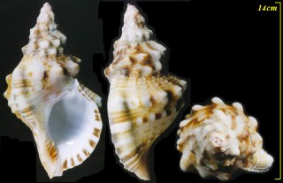 ボウシュウボラ 房州法螺 Charonia sauliae small