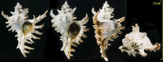 オニサザエ Chicoreus asianus small
