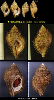 カコボラ 加古法螺 Cymatium parthenopeum small
