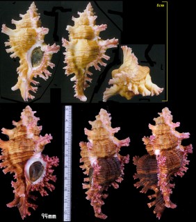 バライロセンジュ Chicoreus saulii small