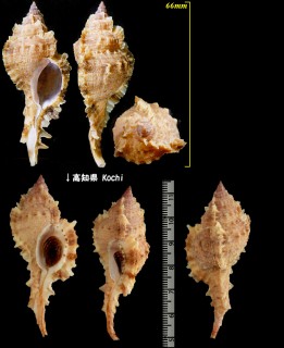 キントキバショウ Naquetia barclayi small