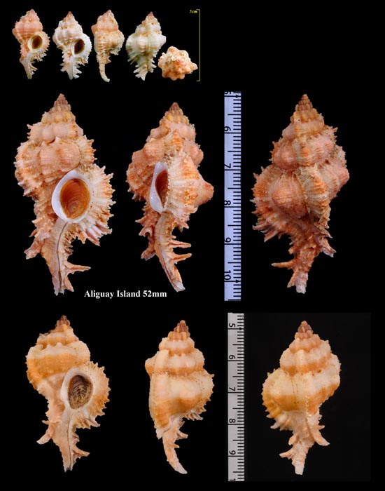 ウタヒメセンジュ Chicomurex gloriosus small