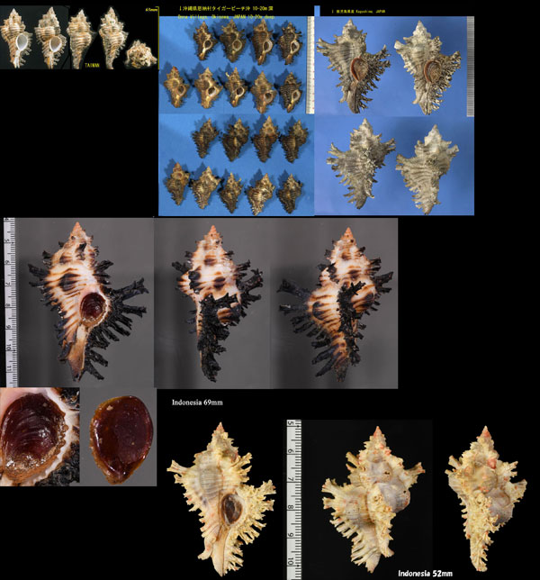 ガンゼキボラ Chicoreus brunneus small