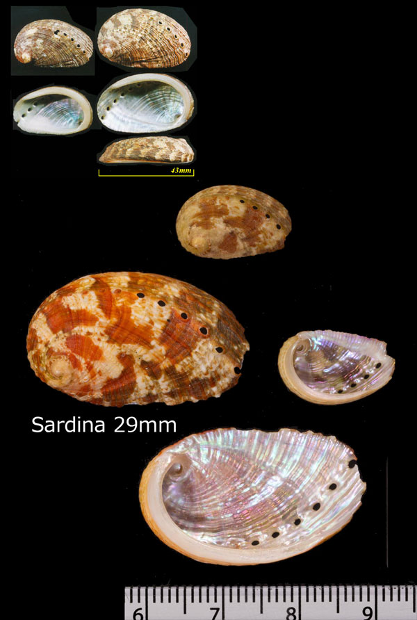ベニトコブシ Haliotis tuberculata coccinea small
