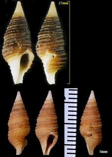 プレストンハラブトクダマキ Turridrupa prestoni small