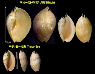 イナズマヤシガイ Melo umbilicatus small