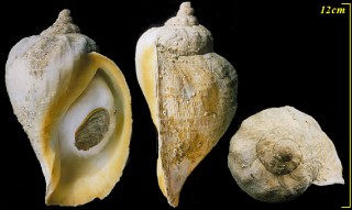 ミギマキタテゴトナシボラ Pyrulofusus dexius japonicus small