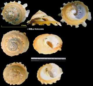 オオクマサカ Xenophora chinensis small