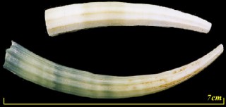 ゾウゲツノガイ 象牙角貝 Dentalium elephantinum small
