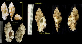 ヒラセヒメバショウ Naquetia cumingii small