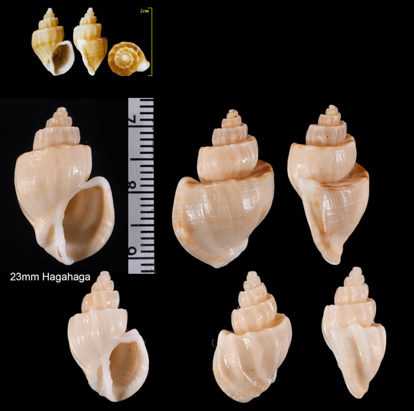 ナンアオリイレボラ(ウスオリイレボラ) Trigonostoma foveolata small