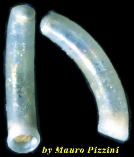 ミジンギリギリツツ類51 Caecum subannulatum small