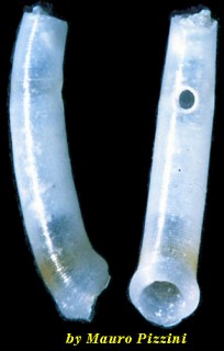 ミジンギリギリツツ類53 Caecum condylum small