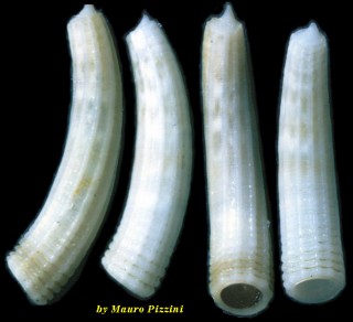ミジンギリギリツツ類56 Caecum cooperi small