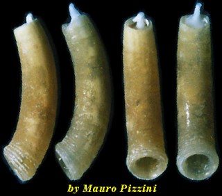 ミジンギリギリツツ類57 Caecum linecinctum small