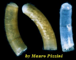 ミジンギリギリツツ類59 Caecum striaosum small