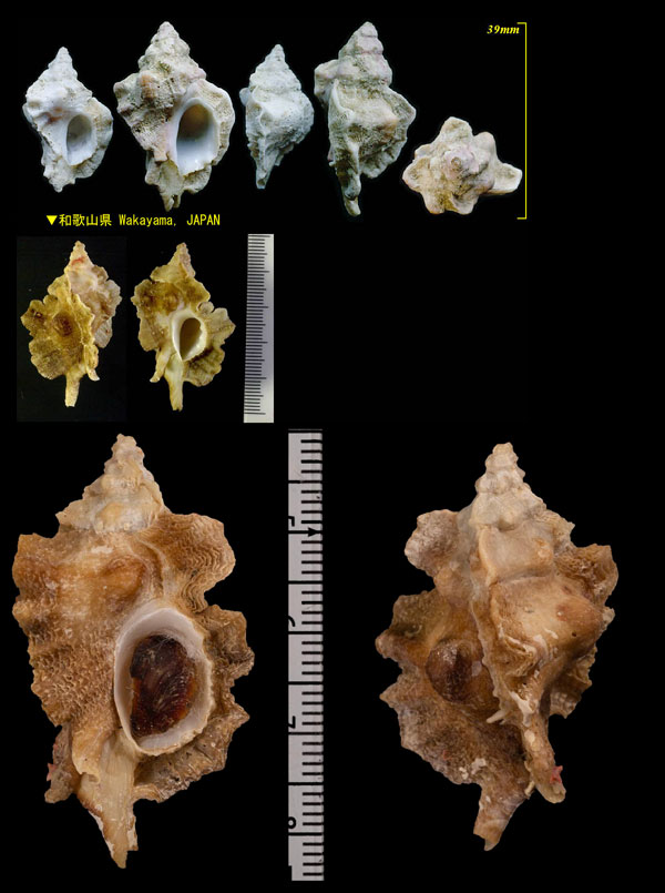 イソバショウ 磯芭蕉 Ceratostoma fournieri small