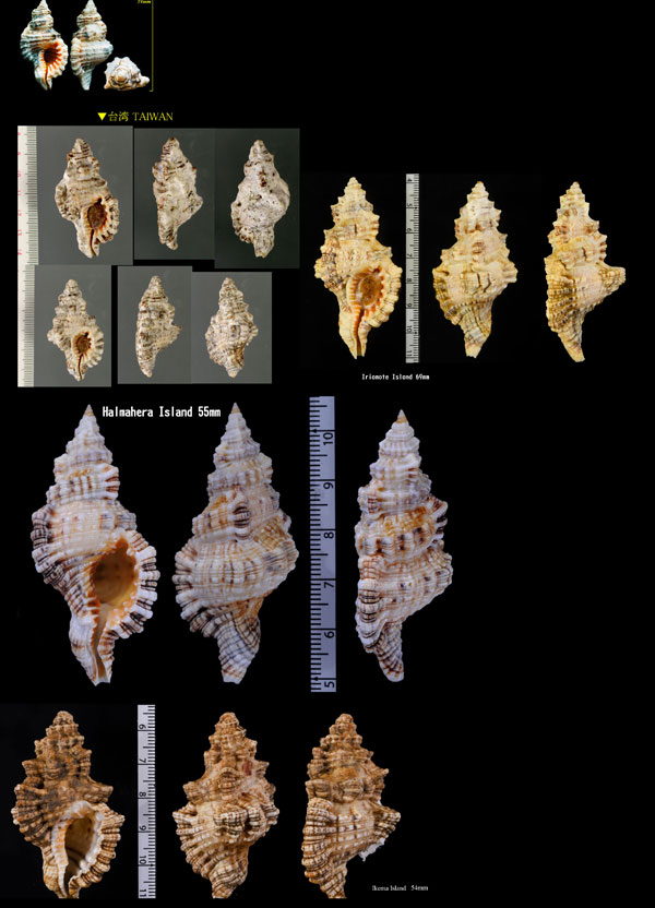 ミツカドボラ Cymatium nicobaricum small