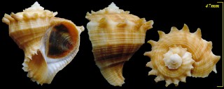 シロニシ Rapana rapiformis small