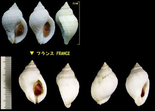 ヨーロッパチヂミボラ Nucella lapillus small