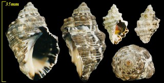 イボニシ Thais clavigera small